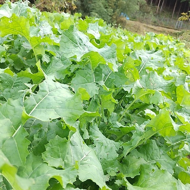 初めてお野菜(離乳食に♪) 食品/飲料/酒の食品(野菜)の商品写真