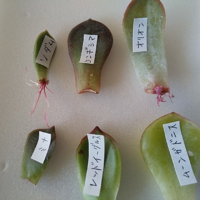 多肉植物 韓国苗の葉挿し ６種類セット ６枚 ハンドメイドのフラワー/ガーデン(その他)の商品写真