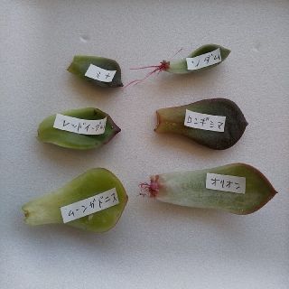 多肉植物 韓国苗の葉挿し ６種類セット ６枚(その他)