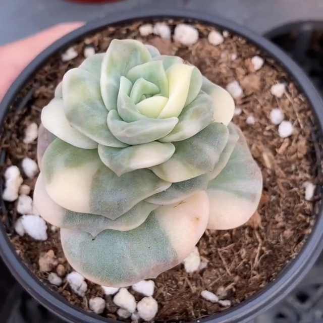 多肉植物 多肉植物