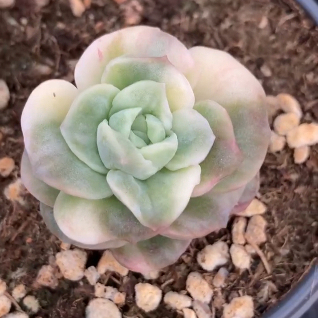 多肉植物 多肉植物