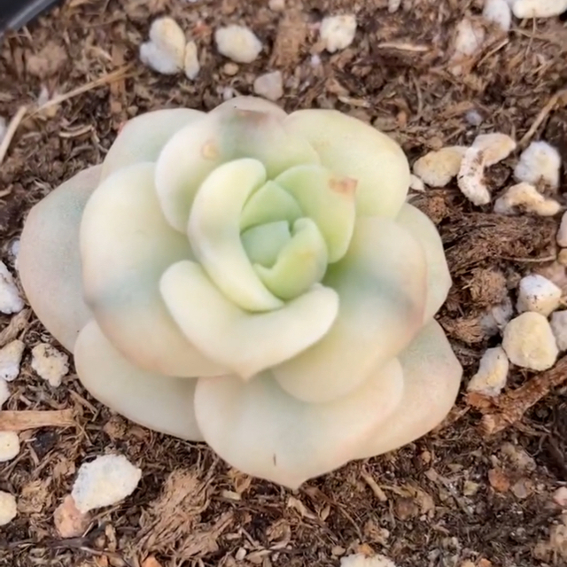 多肉植物 多肉植物