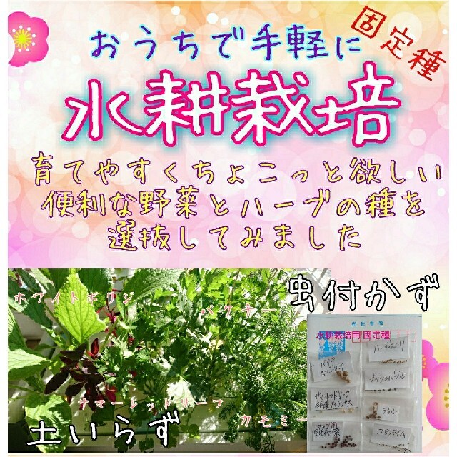 水耕栽培 固定種 在来種 有機種子 自家採種 家庭菜園 初心者向け 食品/飲料/酒の食品(野菜)の商品写真