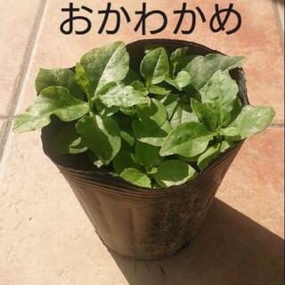 オカワカメの苗  5株(野菜)