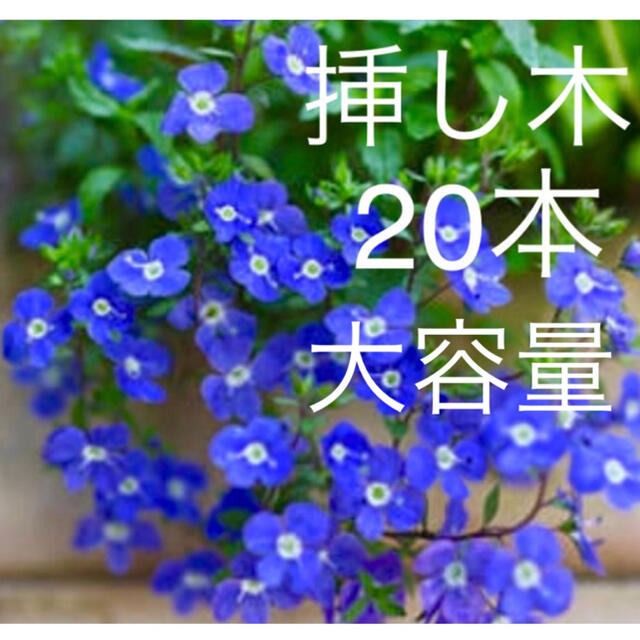 ベロニカオッスクフォードブルー　挿し木　さし穂　大容量　20本 ハンドメイドのフラワー/ガーデン(その他)の商品写真