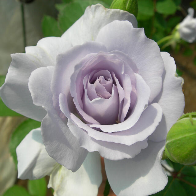 日本最激安 ミスティパープル バラ苗 接木大苗 大苗 接ぎ木 接木苗 青薔薇 フリフリ 人気商品販売中 Decorar360 Com Br