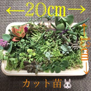 多肉植物❤︎寄せ植え用❤︎カット苗❤︎本日発送限定❤︎おまけ付き🪴🪴(その他)