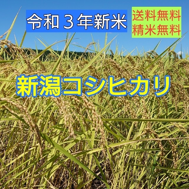 農家直送!新潟コシヒカリ玄米20kg食品/飲料/酒