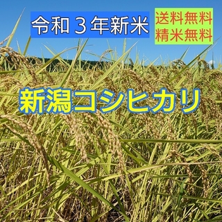 農家直送!新潟コシヒカリ玄米20kg(米/穀物)