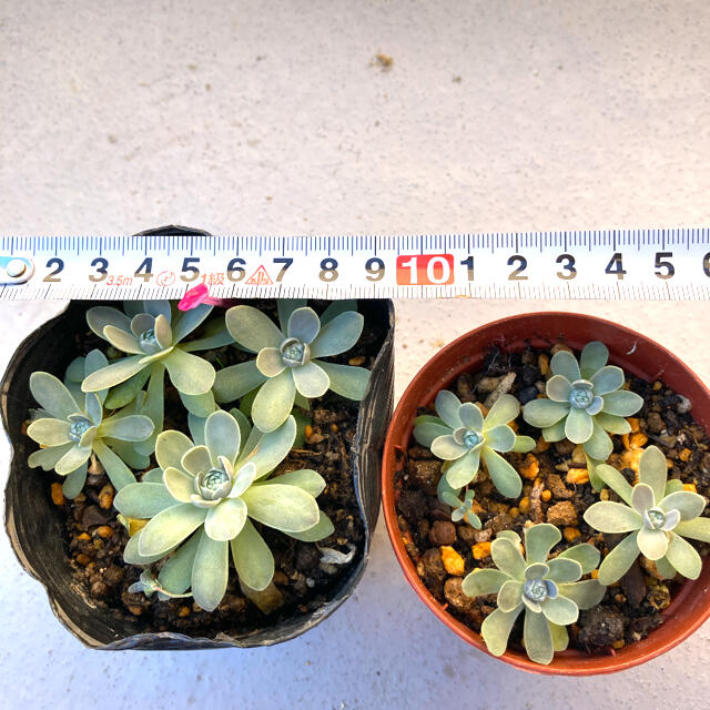 多肉植物✴︎ 子持ち蓮華　抜き苗　2ポット ハンドメイドのフラワー/ガーデン(プランター)の商品写真