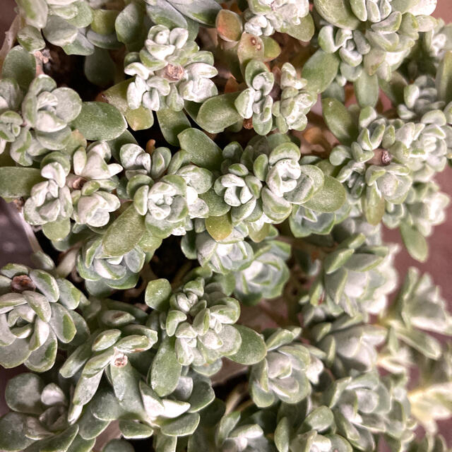 多肉植物✴︎白雪ミセバヤ　抜き苗 ハンドメイドのフラワー/ガーデン(プランター)の商品写真