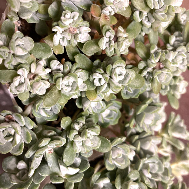 多肉植物✴︎ 白雪ミセバヤ　抜き苗 ハンドメイドのフラワー/ガーデン(プランター)の商品写真