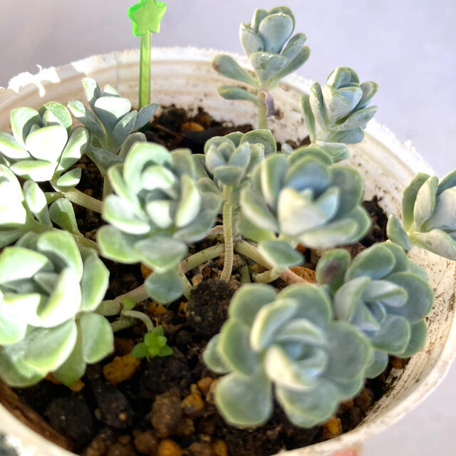 多肉植物多肉植物✴︎ 白雪ミセバヤ　抜き苗