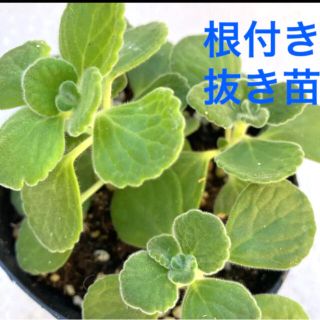 多肉植物　アロマティカス✴︎抜き苗(プランター)