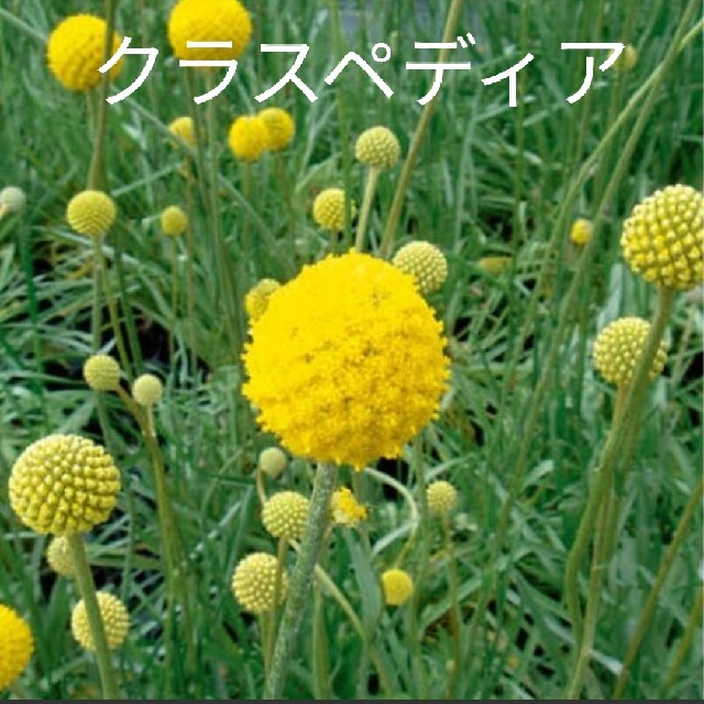 クラスペディア  20粒  花種 ハンドメイドのフラワー/ガーデン(プランター)の商品写真