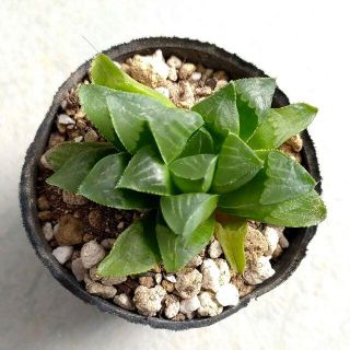 多肉植物 【0679】  寿(その他)
