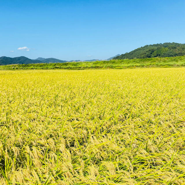 新米》令和3年度産・特A評価!農家直送のさがびより・20キロ - 米/穀物