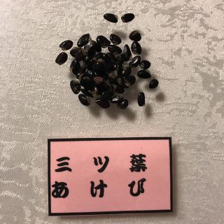 みつばあけび(その他)