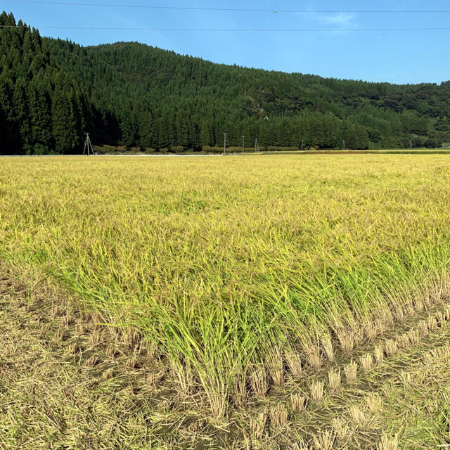 農家直送⭐秋田県産 あきたこまち 5kg 特別栽培 有機米 一等米 特Aランク 食品/飲料/酒の食品(米/穀物)の商品写真