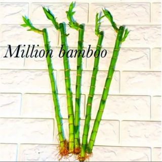 ミリオンバンブー 5本セット 観葉植物 開運 金運 風水 水栽培の通販 By Mint コメント後ご購入お願いします ラクマ