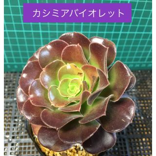 多肉植物　カシミアバイオレット　カット苗(その他)