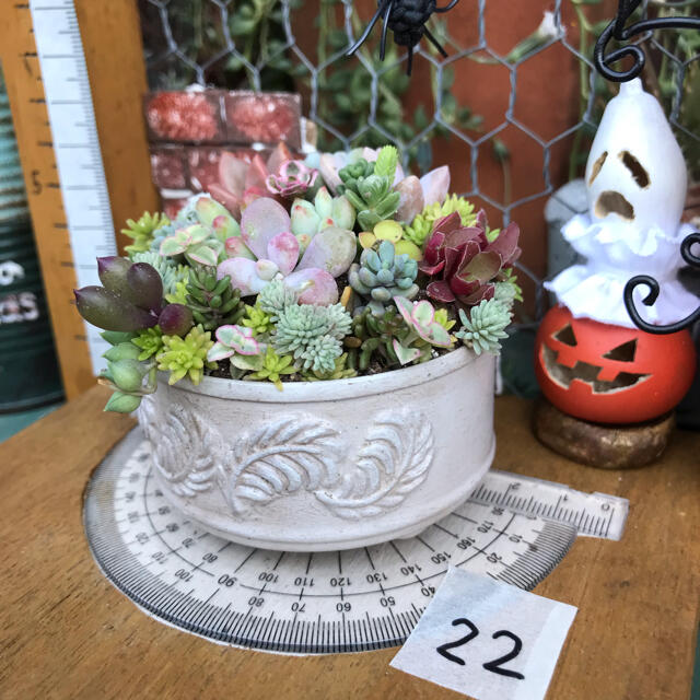 そのまま飾れる多肉植物の寄せ植え22 リメ缶 ハンドメイド ハンドメイドのフラワー/ガーデン(その他)の商品写真