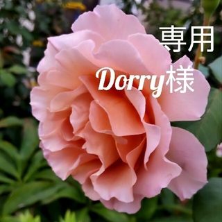 Dorry様　専用(ネックレス)