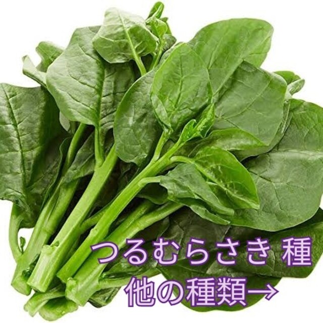 野菜種 つるむらさき 変更 ほうれん草 人参 つるなしいんげん ラディッシュの通販 By Sarsa S Shop ラクマ 野菜種 つるむらさき 変更 ほうれん草 人参 つるなしいんげん ラディッシュの通販 By Sarsa S Shop ラクマ
