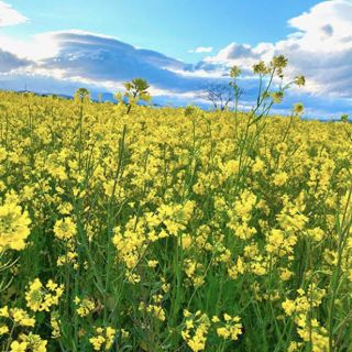 【緑肥】種子25g7000粒以上（菜の花/シロガラシ/キカラシ/メテックス）(その他)