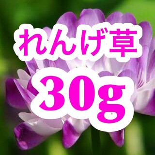【最安、説明書付き】レンゲ草（れんげ草、蓮華草）種たっぷり30g[3000粒](その他)