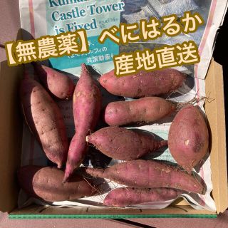 【無農薬】紅はるか さつまいも　1kg(野菜)