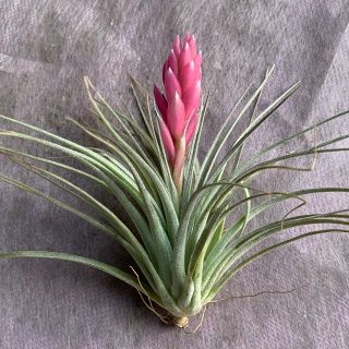 生花　チランジア　コットンキャンディー  エアプランツ　観葉植物　(その他)