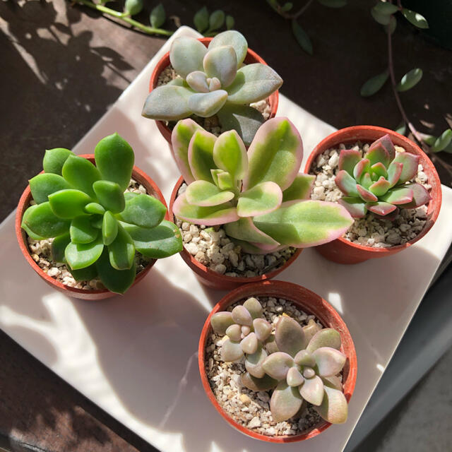 特価日本製 多肉植物^o^ by わんこ's shop|ラクマ cカット苗5種セット