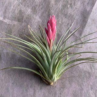 生花　チランジア　エアプランツ　コットンキャンディー　観葉植物(その他)