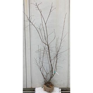 《現品》ジューンベリー 株立ち　樹高1.8ｍ（根鉢含まず）92【果樹苗木/植木】(その他)