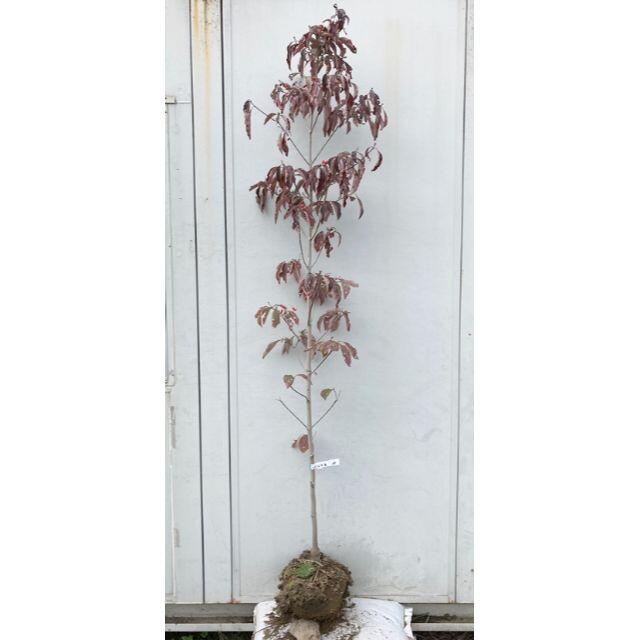 超人気 現品 花水木 ハナミズキ 赤花 樹高2 0 根鉢含まず 38 苗木 植木 フラワー ガーデン Chronique Du Maroni Fr