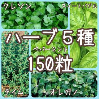 【ハーブのタネ】5種 150粒 種子 種(その他)