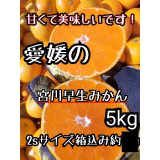 愛媛県産　宮川早生みかん　箱込み約5kg　柑橘　ミカン(フルーツ)