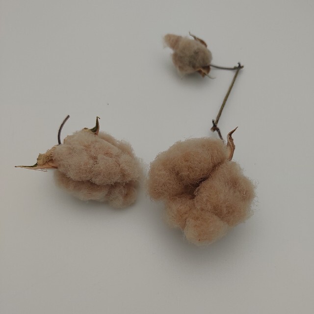 綿花　種　３種セット ハンドメイドのフラワー/ガーデン(ドライフラワー)の商品写真