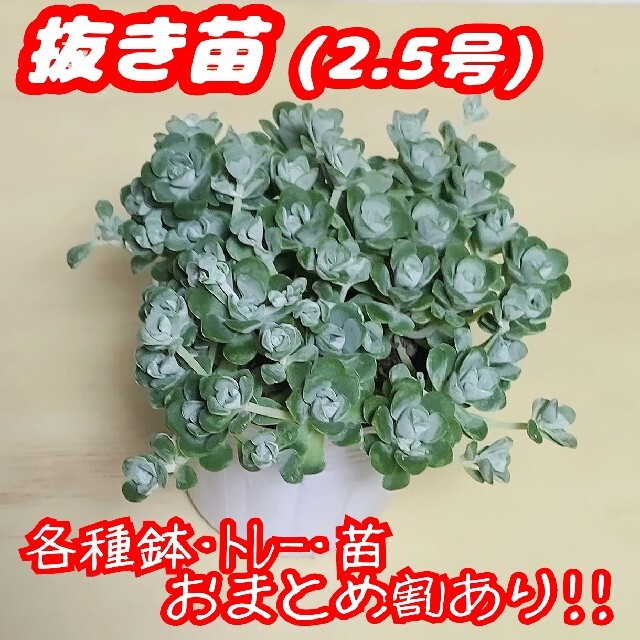 【抜き苗】白雪ミセバヤ 多肉植物 セダム 紅葉 プレステラ プラ鉢 ハンドメイドのフラワー/ガーデン(その他)の商品写真