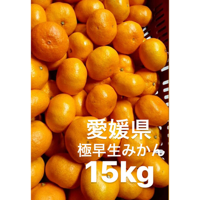 愛媛県　極早生みかん　柑橘　15kg