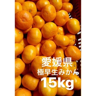 愛媛県　極早生みかん　柑橘　15kg(フルーツ)