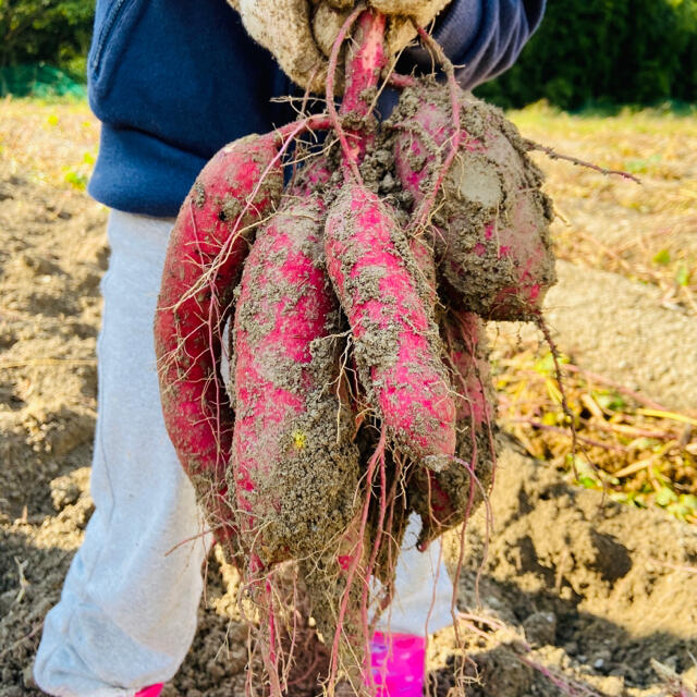 和歌山県産★訳あり 紅はるか さつまいも 10キロ サツマイモ★甘くてトロトロ 食品/飲料/酒の食品(野菜)の商品写真