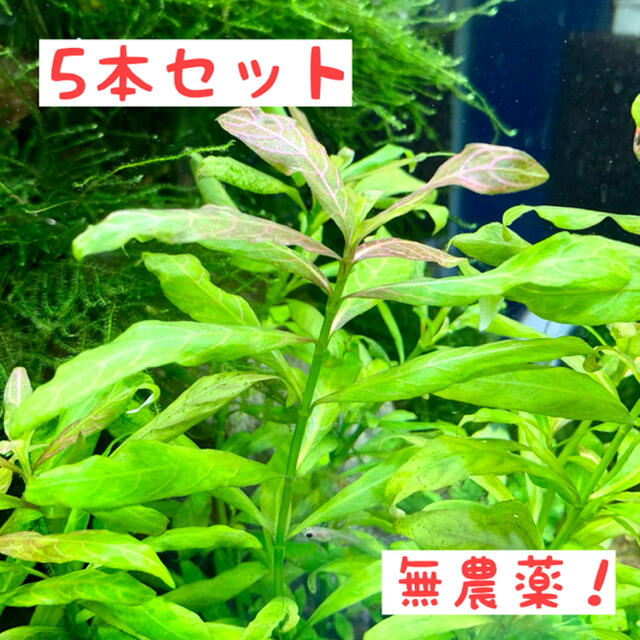 【5本】初心者も簡単！ ハイグロフィラ・ロザエネルピス(赤くなる)　水草 その他のペット用品(アクアリウム)の商品写真
