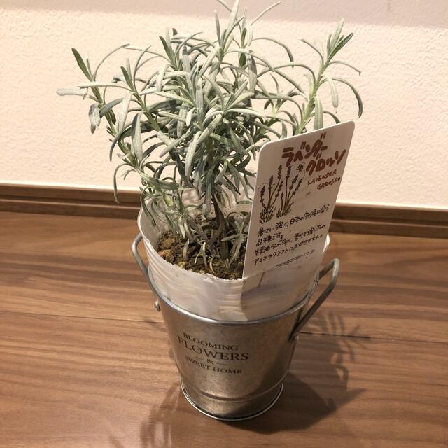 ラベンダーグロッソ 苗 ポット苗 ポットのまま発送 の通販 By ジャスミンショップ ラクマ ラベンダーグロッソ 苗 ポット苗 ポットのまま発送 の通販 By ジャスミンショップ ラクマ