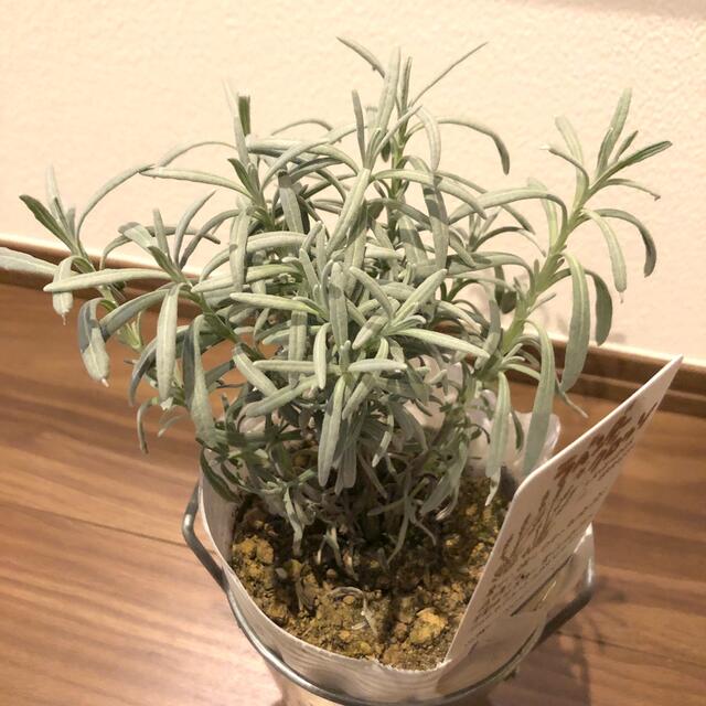 ラベンダーグロッソ 苗 ポット苗 ポットのまま発送 の通販 By ジャスミンショップ ラクマ ラベンダーグロッソ 苗 ポット苗 ポットのまま発送 の通販 By ジャスミンショップ ラクマ