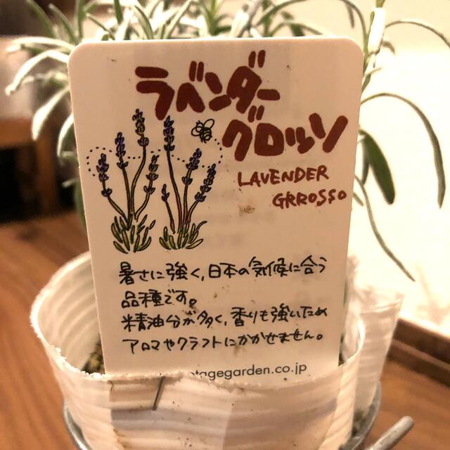 ラベンダーグロッソ 苗 ポット苗 ポットのまま発送 の通販 By ジャスミンショップ ラクマ ラベンダーグロッソ 苗 ポット苗 ポットのまま発送 の通販 By ジャスミンショップ ラクマ