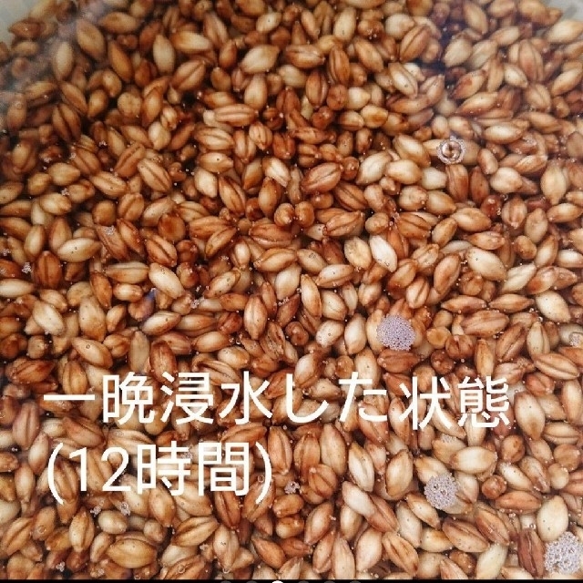 令和3年産 ダイシモチ 玄麦 食品/飲料/酒の食品(米/穀物)の商品写真