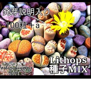 【今が蒔時】 リトープス ミックス 種子 100粒＋a 発芽説明入り(その他)