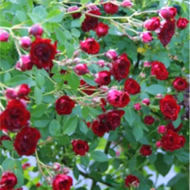 ✴️ 大人の赤　ｸﾗｲﾐﾝｸﾞﾐﾆﾛｰｽﾞ 苗　✴️ ハンドメイドのフラワー/ガーデン(その他)の商品写真